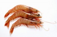 Camarones (cualquier preparación)