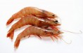 Camarones (cualquier preparación)
